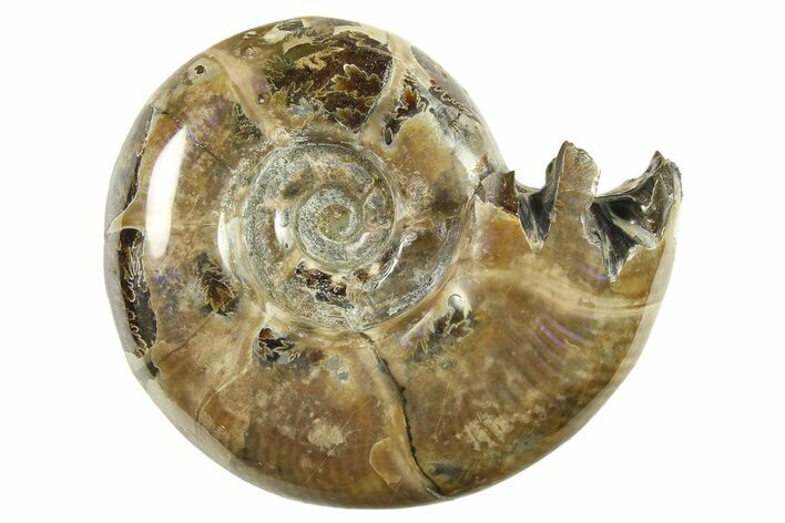 Polished, Sutured Ammonite (Eotetragonites?) Fossil - Madagascar #287562
